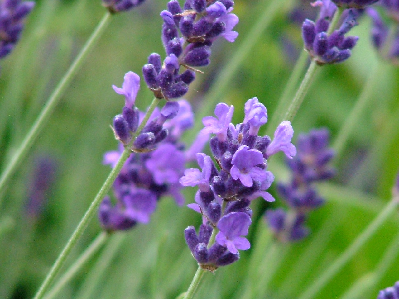 Lavandula angustifolia 'Hidcote Blue'  bestellen